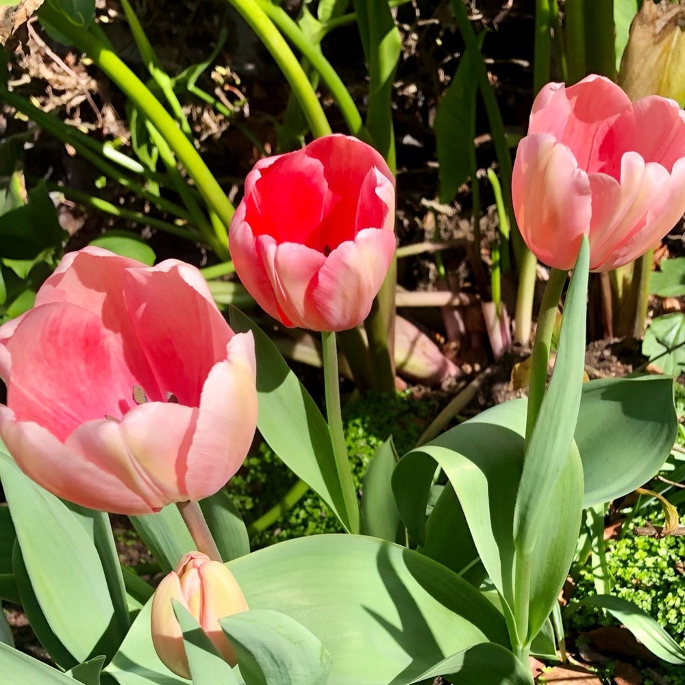 Meet your Posher, Carrie